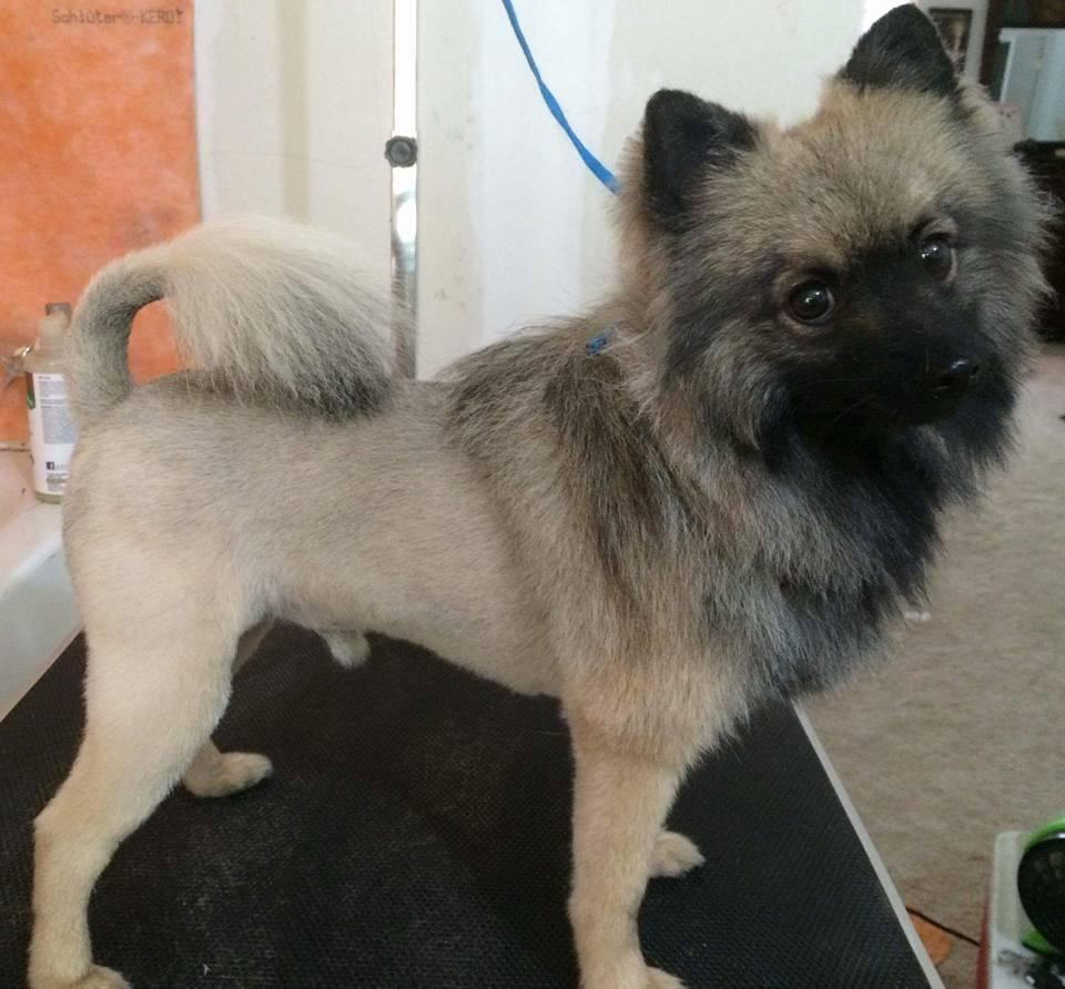 Keeshond after a full groom