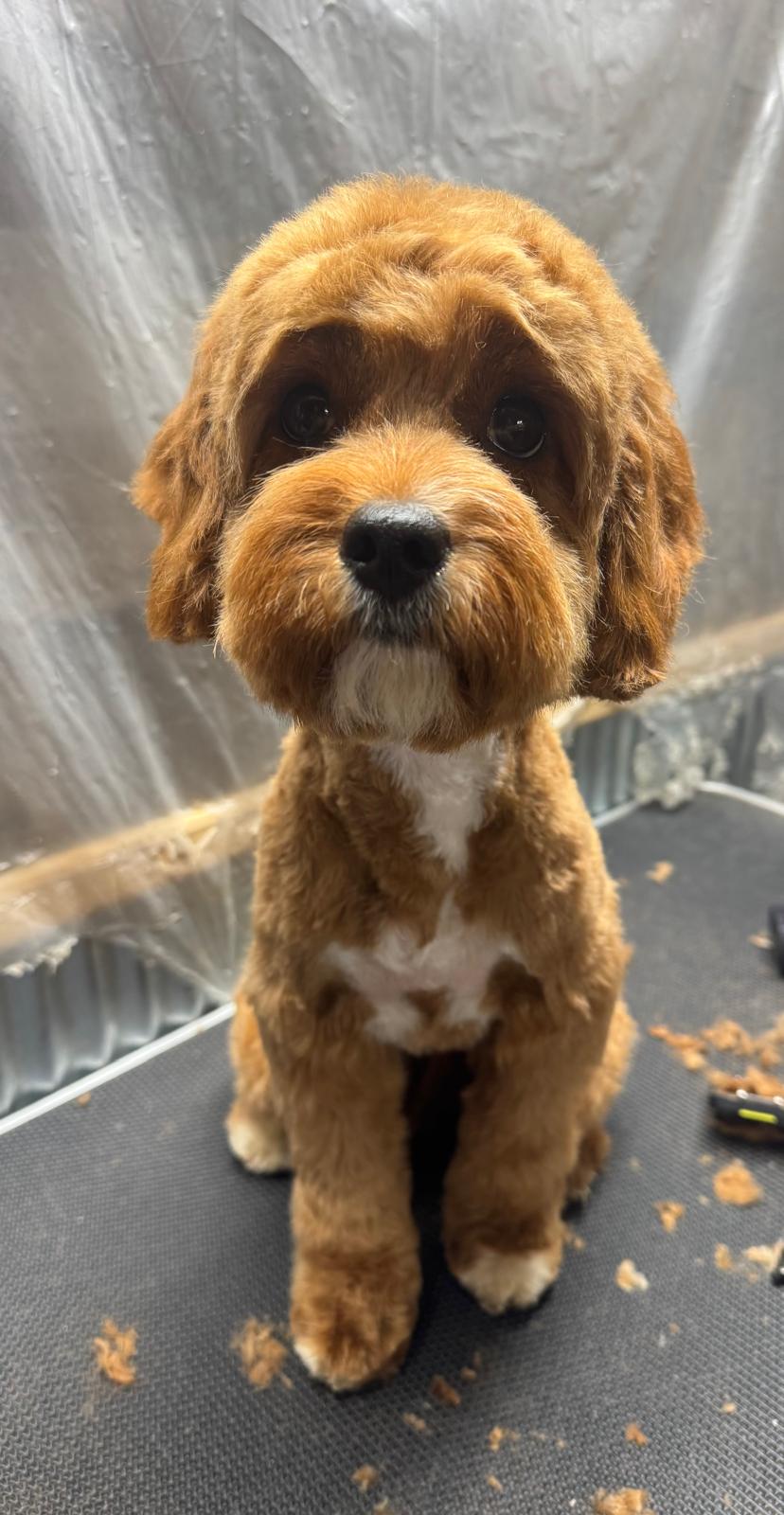 Cavapoo with a teddy bear trim