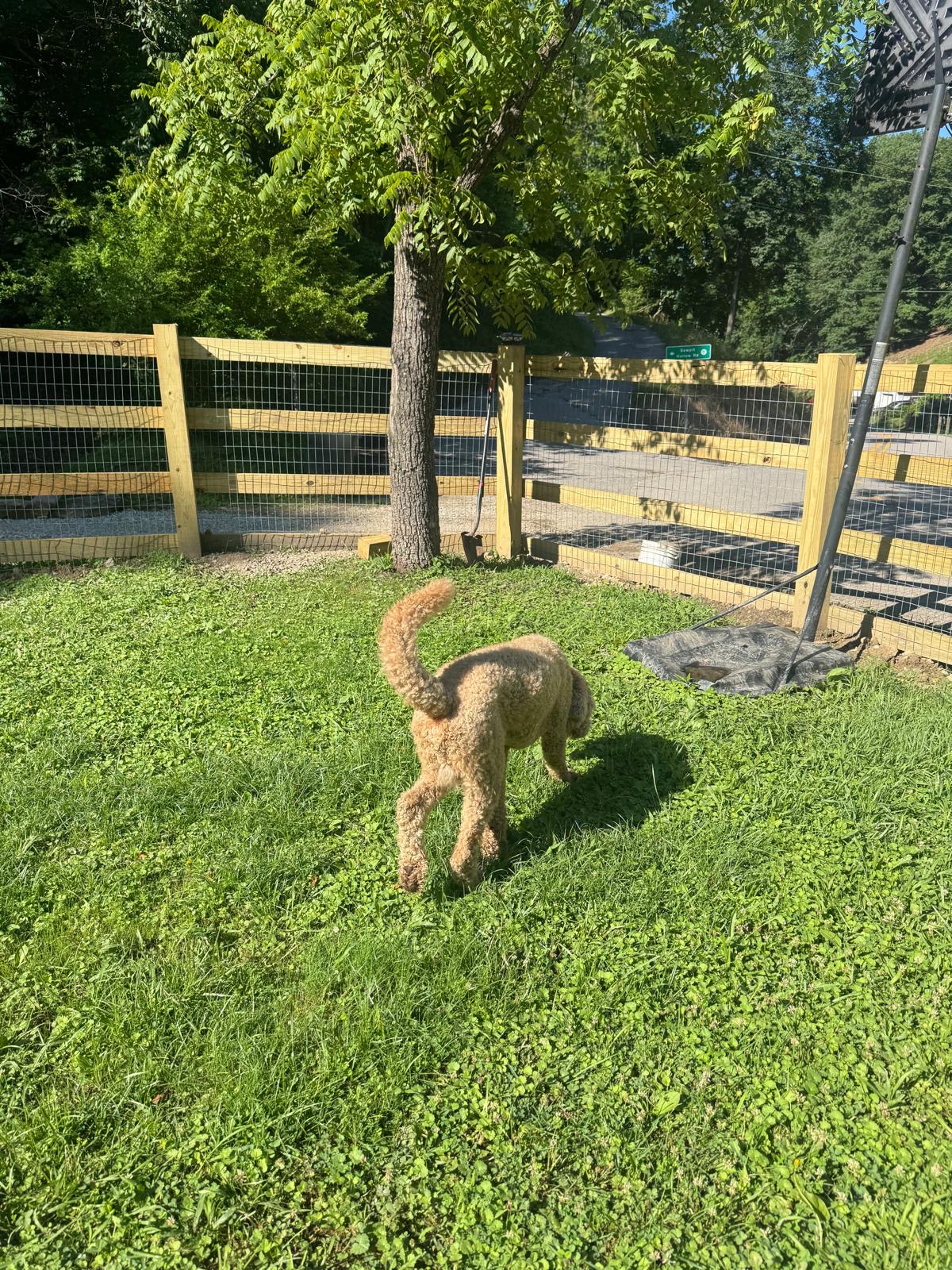 Doodle playing in the fenced yard