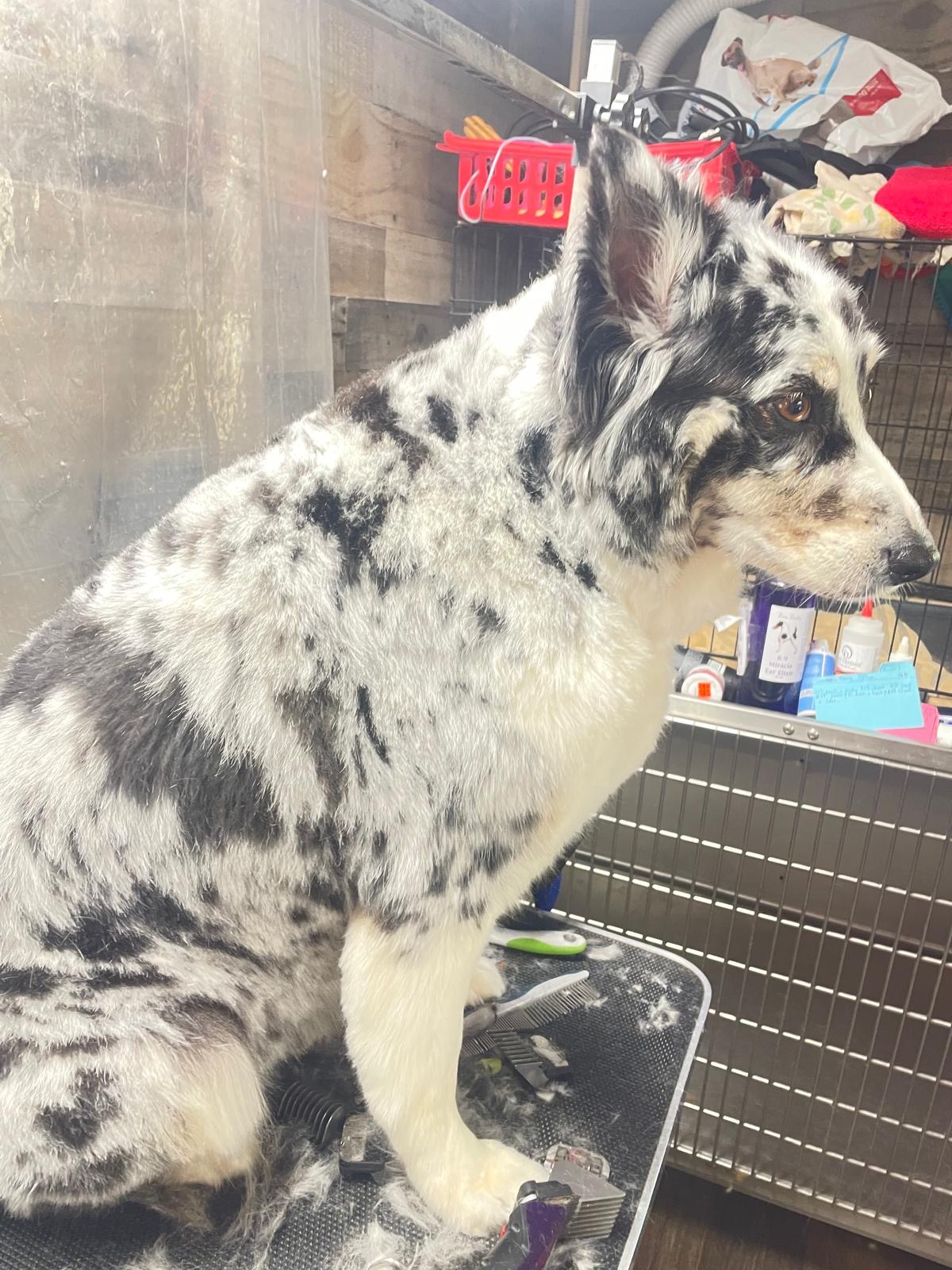 Blue merle collie on the grooming table