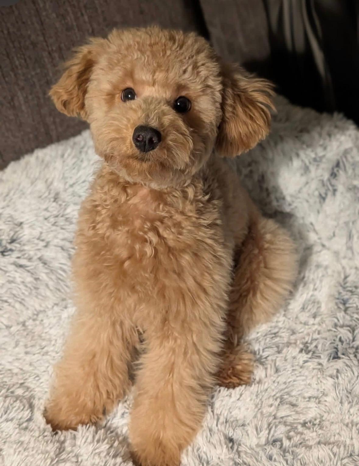 Golden doodle relaxing on a fluffy blanket