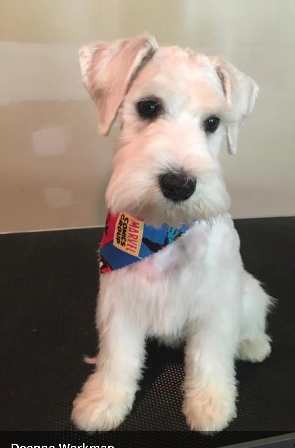 White schnauzer with a Marvel bandana