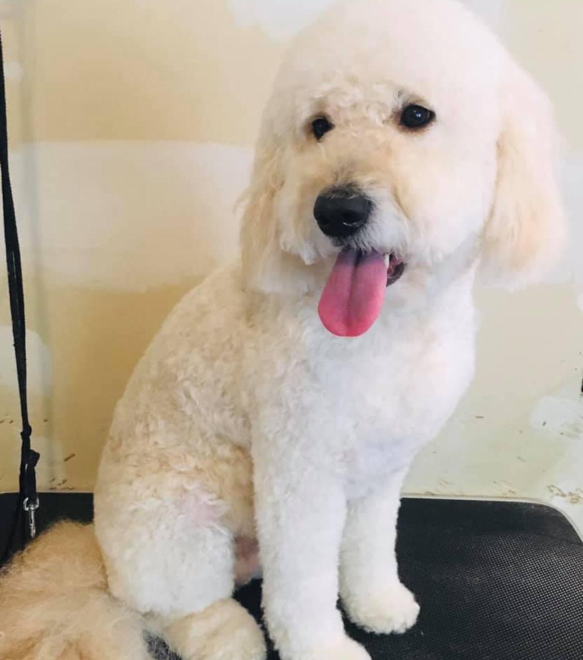 Happy doodle after grooming
