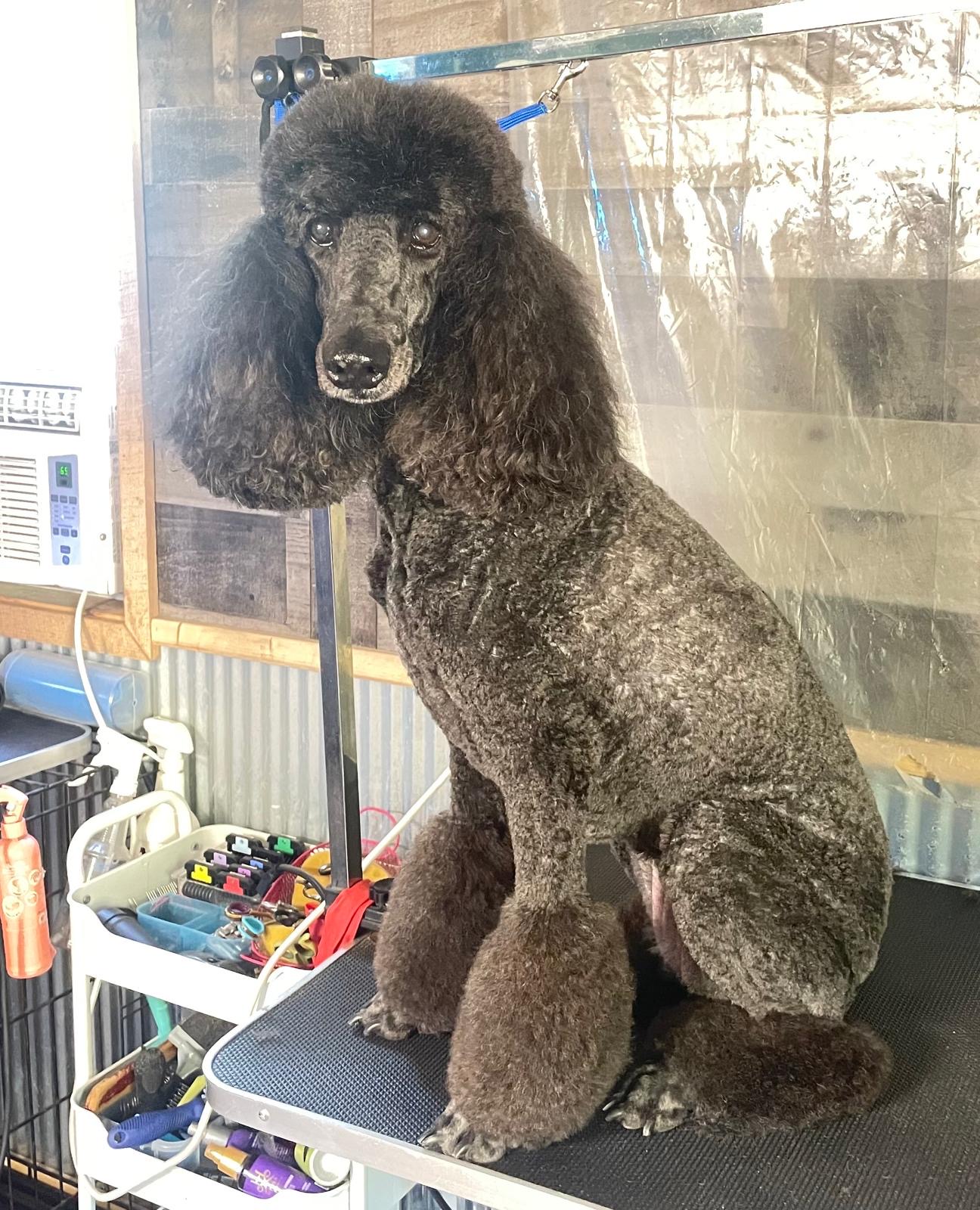 Standard black poodle after a full groom