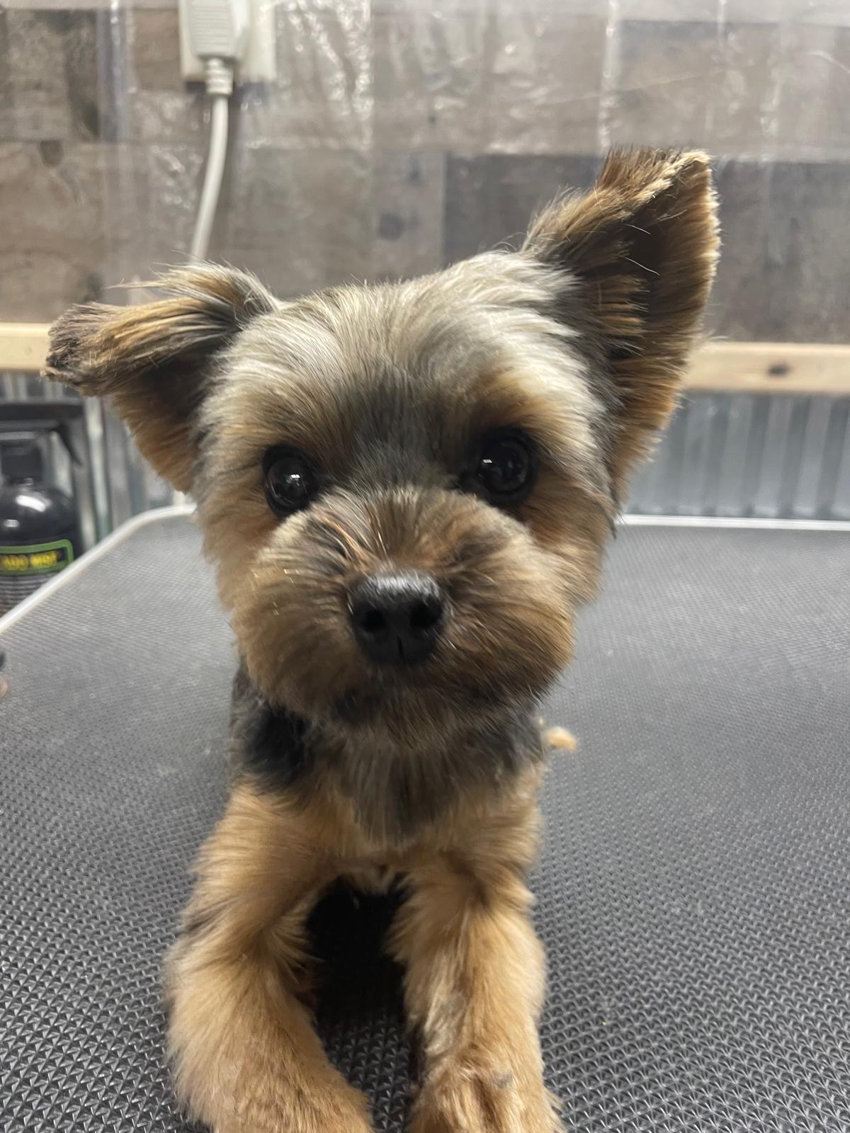 Freshly groomed Yorkie