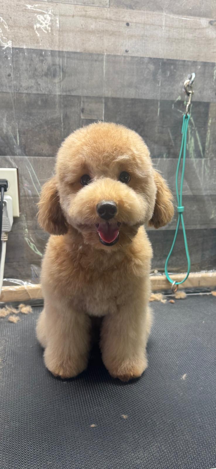 Tan mini doodle freshly groomed on the table
