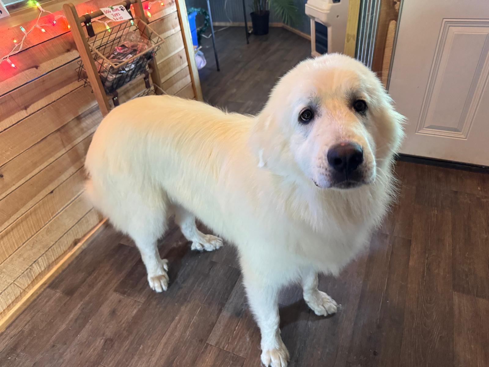Great Pyrenees visiting the shop